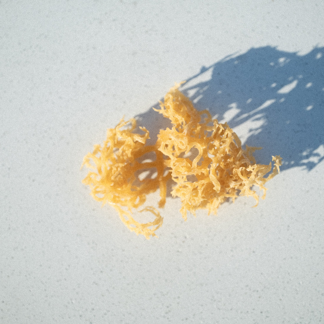 Debunking Common Sea Moss Myths