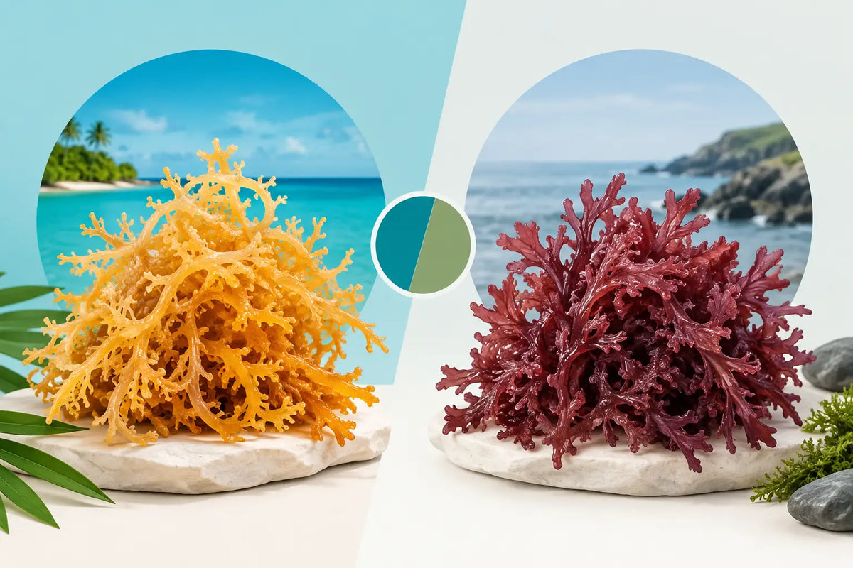 Belize Sea Moss Versus Irish Moss Compared