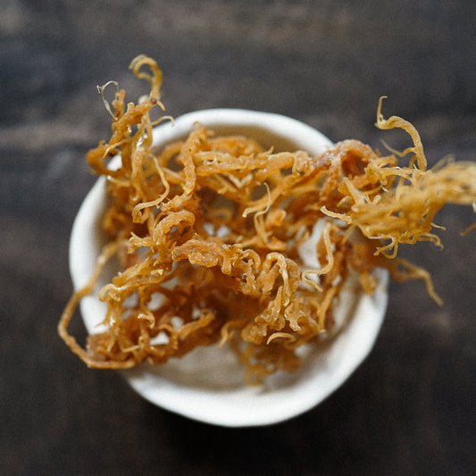 Gracilaria Sea Moss