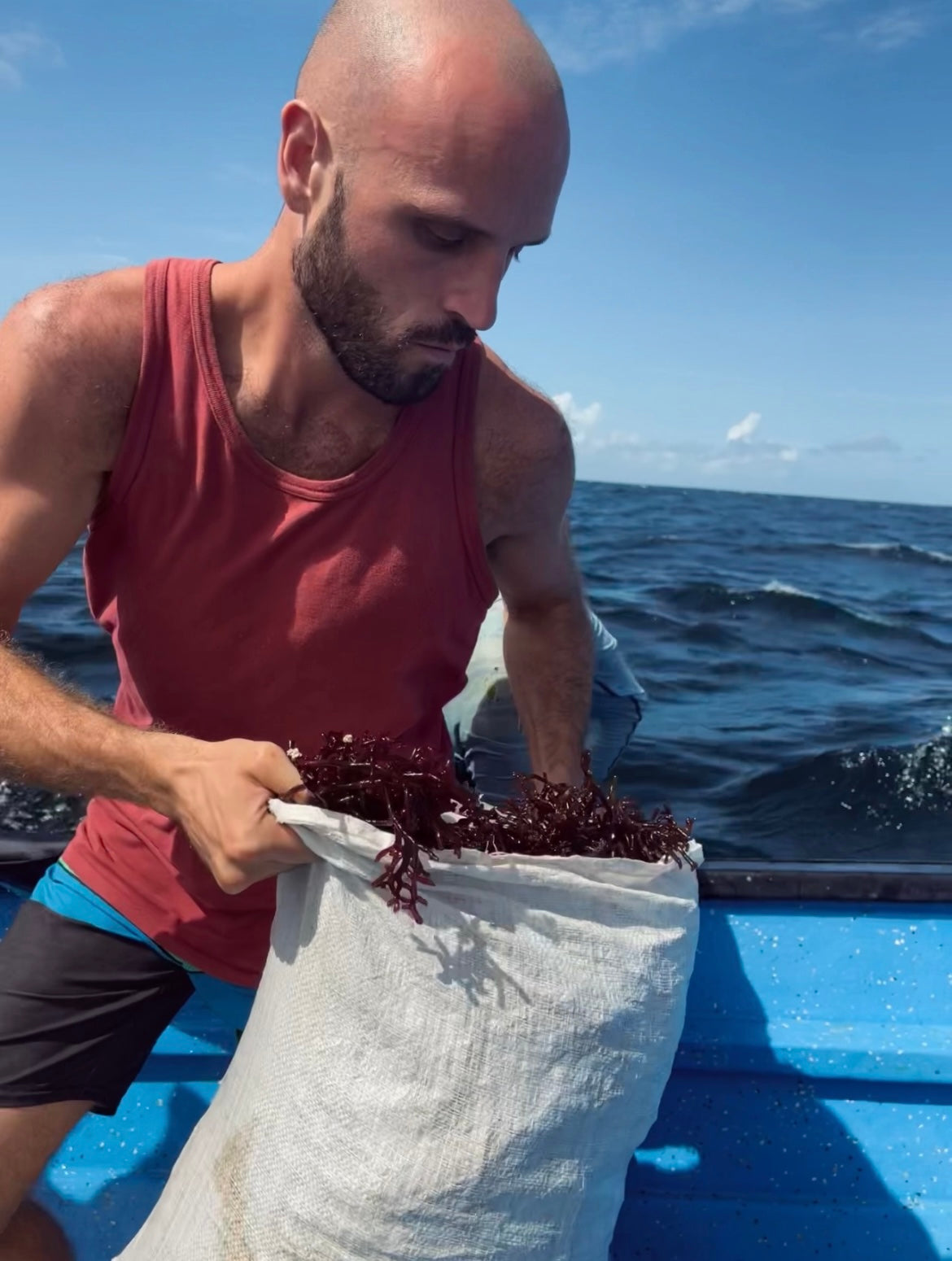 Samadhi Sea Moss Founder collecting sea moss from the ocean